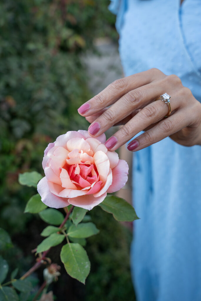Purple manicured women's nails with her engagement ring on touching a pink rose